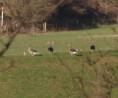 /album/my-local-birding-gallery/a4-grey-lags-opposite-dewsbury-sewage-works-jpg/